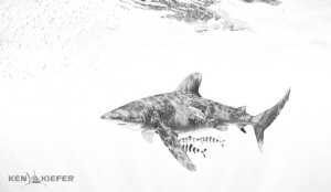 Oceanic Whitetip Shark with Pilotfish
Cat Island, Bahamas by Ken Kiefer 
